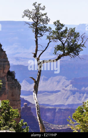 Einsamer Baum Stockfoto
