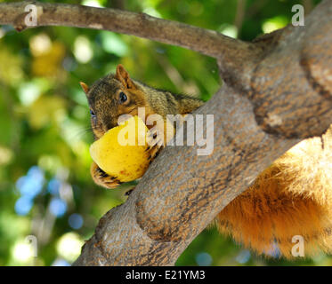 Eichhörnchen Essen Apfel Stockfoto