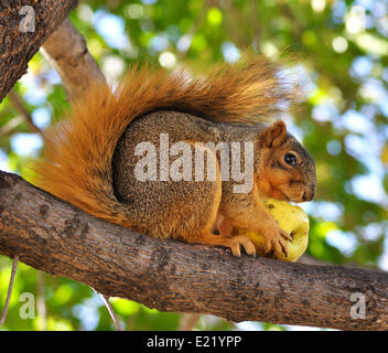 Eichhörnchen Essen Apfel Stockfoto