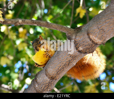 Eichhörnchen Essen Apfel Stockfoto