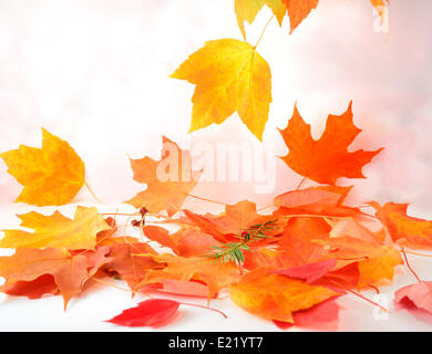 Bunte Blätter im Herbst Stockfoto