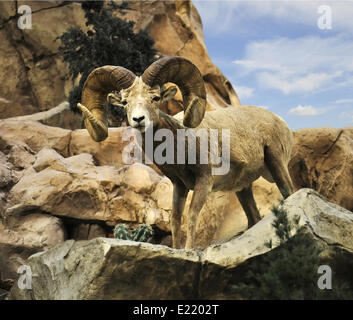 Wüste Bighorn Schafe Stockfoto