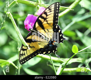 gelben Schmetterling Stockfoto