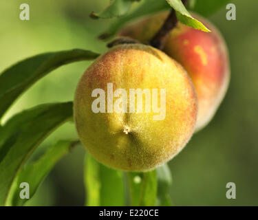 Pfirsiche auf dem Baum Stockfoto