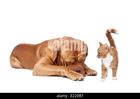 Hund und Katze Stockfoto