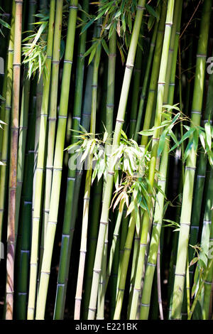 Asian Bamboo Forest mit Morgensonne Stockfoto