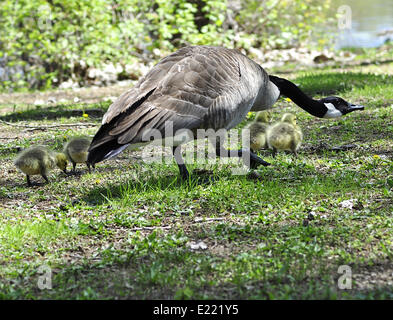 Kanada-Gans-Familie Stockfoto