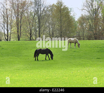 Pferde Stockfoto