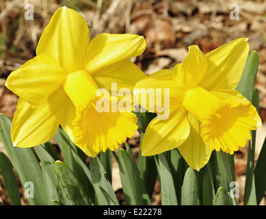 Narzisse Blumen Stockfoto
