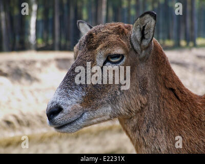 Mufflon (Ovis Orientalis) Stockfoto