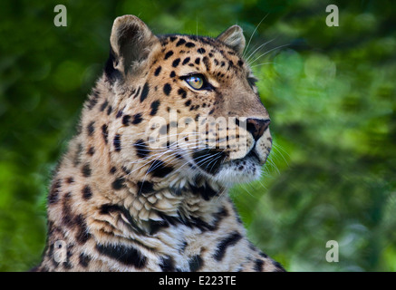 Amur-Leopard (Panthera Pardus Orientalis) Stockfoto