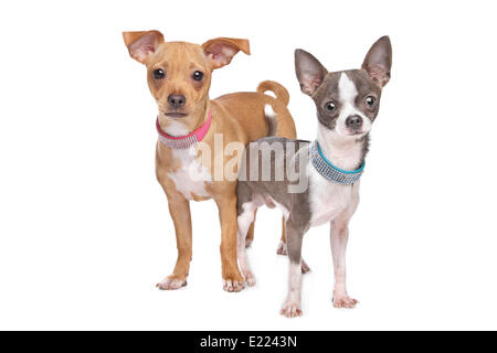 Chihuahua und eine Miniatur Pinscher mix Stockfoto