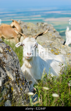 Hausziege liegend an einem Sommertag Stockfoto