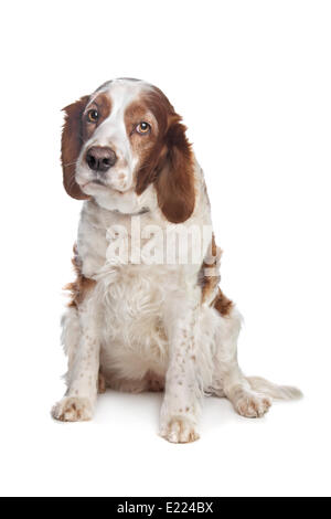 Welsh Springer Spaniel Stockfoto