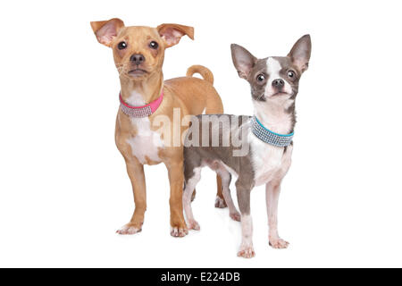 Chihuahua und eine Miniatur Pinscher mix Stockfoto