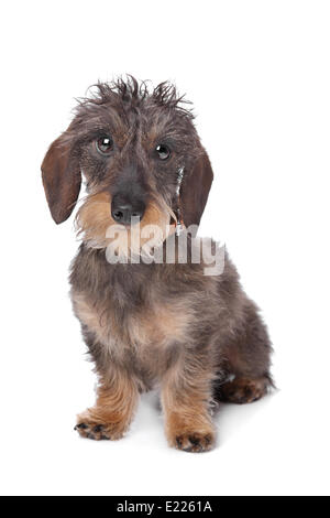 Rauhaar Zwergdackel Stockfoto