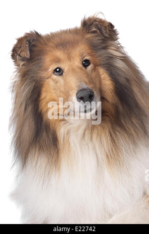 Rough Collie oder schottischer Collie Stockfoto