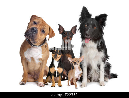 Gruppe von fünf Hunden Stockfoto