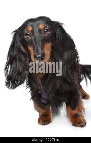 Black And Tan Zwergdackel Stockfoto