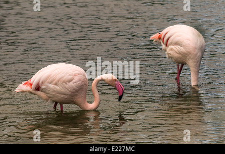 Zwei Rosaflamingo (Phoenicopterus Ruber Roseus) Fütterung Stockfoto