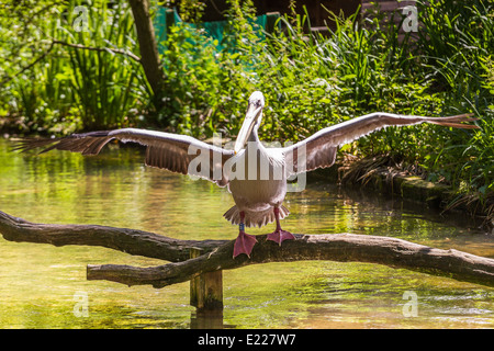 Ein rosa-backed Pelikan (Pelecanus saniert) trocknet seine Flügel Stockfoto