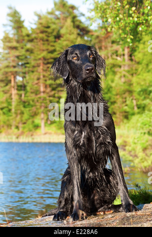 Eine schwarze nasse Hund sitzt in der Sonne nach einem Bad im See Stockfoto