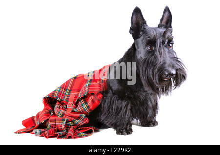 Scottish Terrier in einem kilt Stockfoto