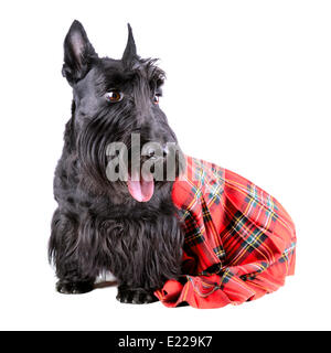 Hund im kilt Stockfoto