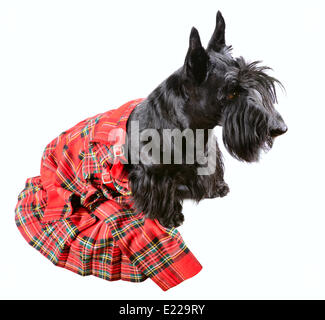 Schwarzer Hund im kilt Stockfoto