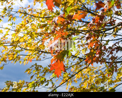 Kanadische Ahornblätter in gelbe und rote Herbstfärbung, infiziert durch den Rhytisma Acerinum Pilz, Teer Fleck, Montreal Kanada Stockfoto