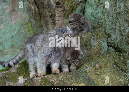 Pallas Katze, Kätzchen und Erwachsene Stockfoto