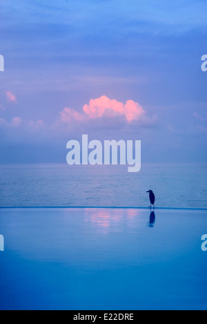 Reiher am Rand des Infinity-Pool. Punta Mita, Mexiko Stockfoto