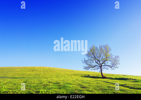 Einsamer Baum auf Wiese gegen blauen Himmel an sonnigen Tag Stockfoto
