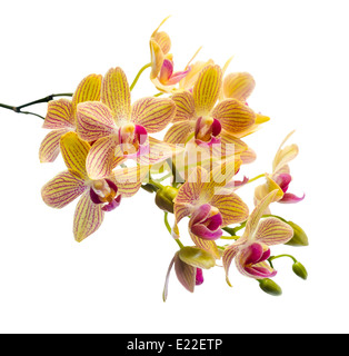 Blühender Zweig entkleidet orange Orchidee, Phalaenopsis ist isoliert auf weißem Hintergrund Stockfoto