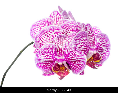 Blühender Zweig entfernt tief lila Orchidee, Phalaenopsis ist isoliert auf weißem Hintergrund Stockfoto