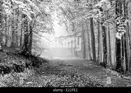 Pfad im nebligen Wald auf schwarz und weiß Stockfoto