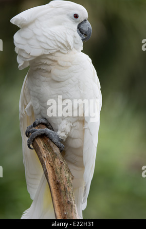 Weiße Kakadu Stockfoto