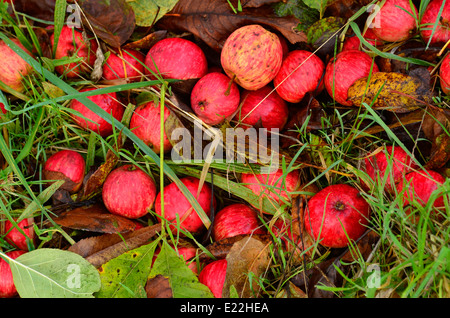 Herbst gefallenen Äpfel auf dem Rasen Stockfoto