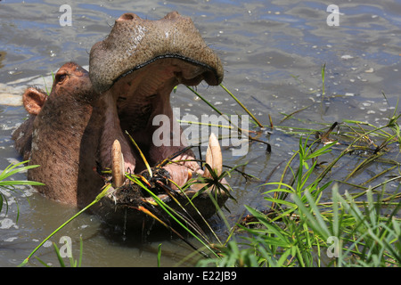 Nilpferd mit seinen Mund weit geöffnet in einem Teich bei Mpongo Private Game Reserve, 25 km nordwestlich von East London, Südafrika. Stockfoto