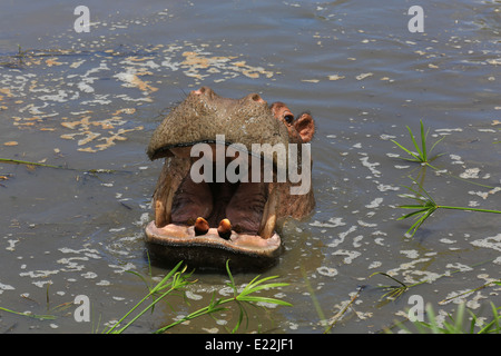 Nilpferd mit seinen Mund weit geöffnet in einem Teich bei Mpongo Private Game Reserve, 25 km nordwestlich von East London, Südafrika. Stockfoto