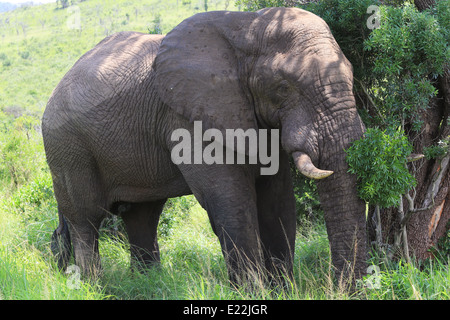 Ein Elefant beruht auf der Tala Private Game Reserve, 38 km westlich von Durban, Südafrika gegen einen Baum. Stockfoto