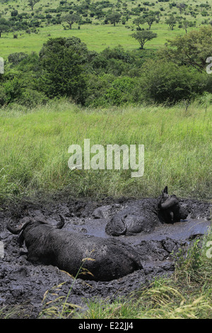 Zwei Kaffernbüffel suhlen im Schlamm am Tala Private Game Reserve, 38 km westlich von Durban, Südafrika. Stockfoto