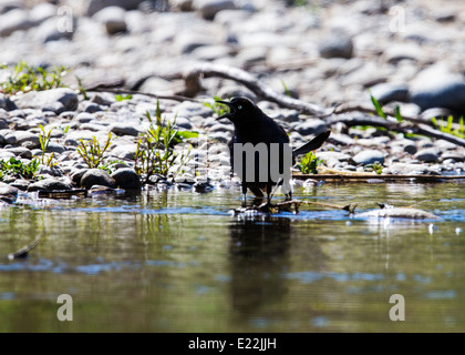 Amsel, trinken ein Frantz Lake State Wildlife Area, Salida, Colorado, USA. Eurasische Amsel, Amsel Stockfoto