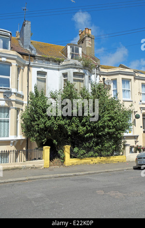 Verfallenes Haus mit Baum, die gesamte Vorderseite der ein Reihenhaus in Hastings, England Stockfoto