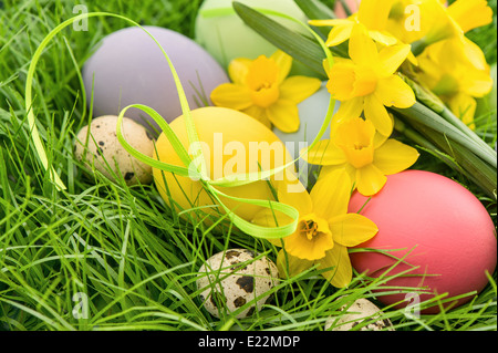 Ostereier und Narzisse Blumen in grünen Rasen. festliche Komposition Stockfoto