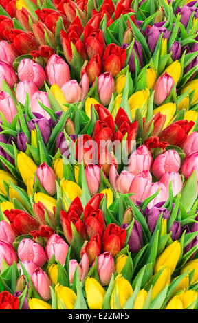 Strauß mehrfarbige Tulpen. frischen Frühlingsblumen mit Wassertropfen. floraler Hintergrund. Frühling Stockfoto