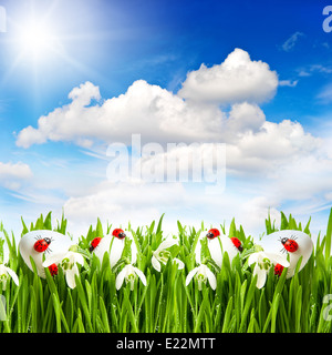 Ostereier mit Marienkäfer und Schneeglöckchen Blüten im grünen Rasen. schönen sonnigen blauen Himmel Stockfoto