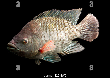 Eine detaillierte Seitenansicht eines Tilapia-Fisches auf schwarzem Hintergrund. Der Fisch zeigt einen strukturierten, schuppenbedeckten Körper mit einer braunen und grauen Färbung. Die Rückenflosse ist gestreckt und Stockfoto