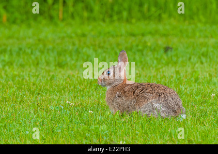 Cottontail Kaninchen sitzen in der Wiese nach links. Stockfoto