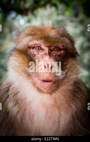 Porträt der Berberaffe, Nord-Afrika nur Affe, sitzend in Holm Eiche in Azrou, Marokko, Nordafrika. Stockfoto